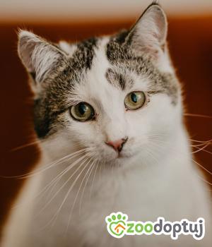 Do adopcji Kraków