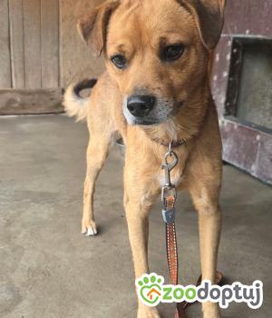 Do adopcji Zgierz