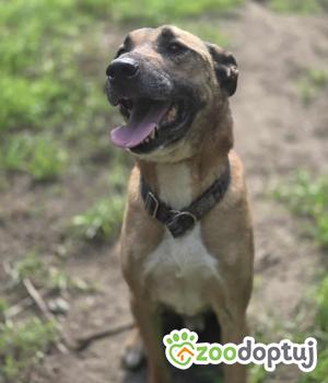 Do adopcji Zgierz