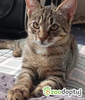 Do adopcji Wrocław