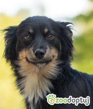 Do adopcji Warszawa