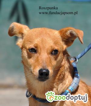 Do adopcji Nowy Dwór Mazowiecki