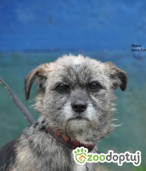 Do adopcji Nowy Dwór Mazowiecki