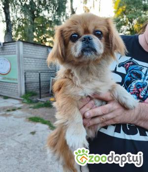Do adopcji Zgierz
