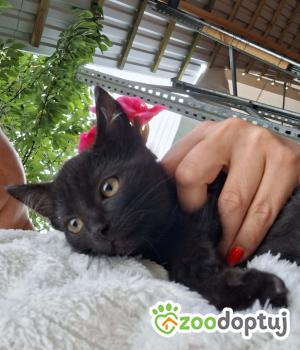 Do adopcji Warszawa