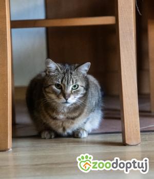 Do adopcji Poznań