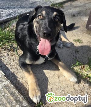 Do adopcji Zgierz