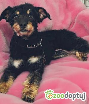 Do adopcji Nowy Tomyśl