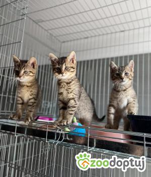 Do adopcji Kielce