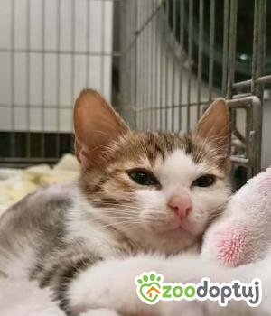 Do adopcji Gdańsk
