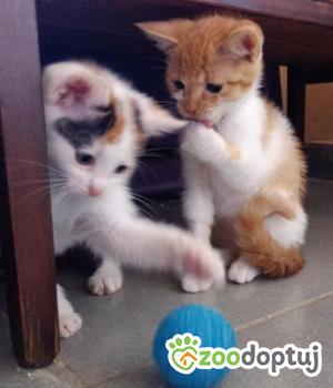 Do adopcji Cieszyn