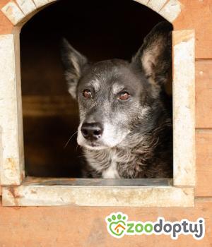 Do adopcji Warszawa