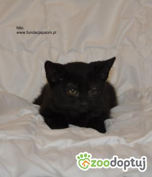 Do adopcji Nowy Dwór Mazowiecki