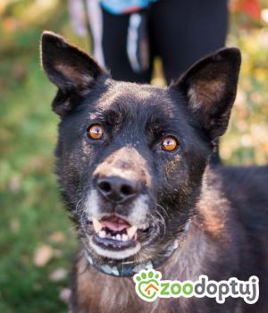 Do adopcji Sompolno