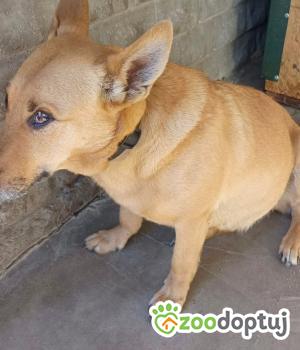 Do adopcji Zgierz