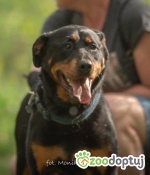 Do adopcji Myślenice