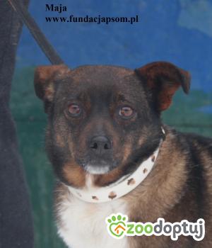 Do adopcji Nowy Dwór Mazowiecki