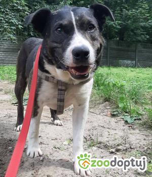 Do adopcji Kielce