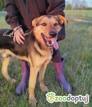 Do adopcji Białobrzegi