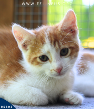 Do adopcji Rzeszów