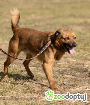 Do adopcji Zgierz