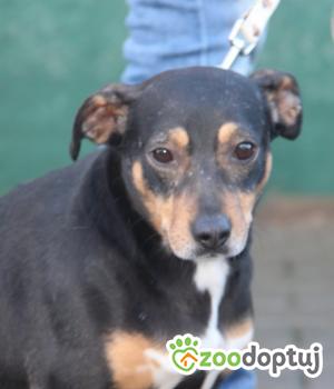 Do adopcji Nowy Dwór Mazowiecki