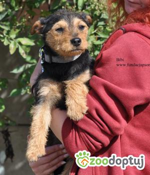 Do adopcji Nowy Dwór Mazowiecki