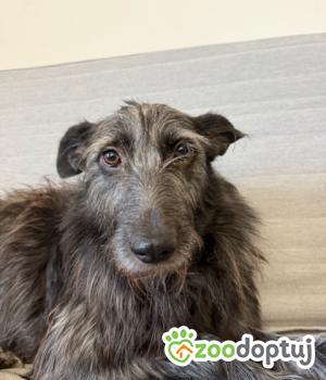 Do adopcji Starogard Gdański