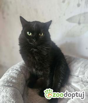 Do adopcji Gdańsk