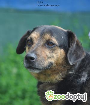 Do adopcji Nowy Dwór Mazowiecki