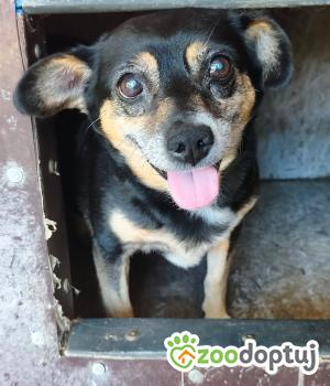 Do adopcji Zgierz