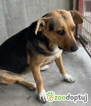Do adopcji Zgierz