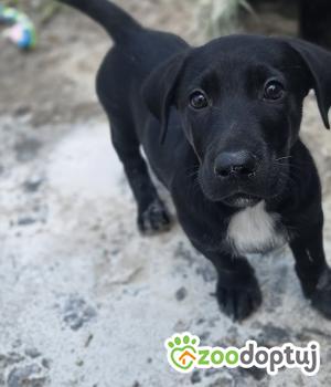 Do adopcji Zgierz