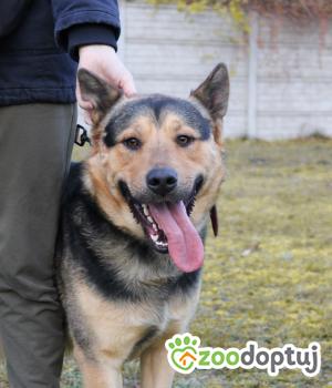 Do adopcji Września