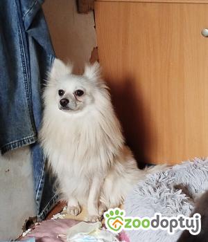 Do adopcji Warszawa