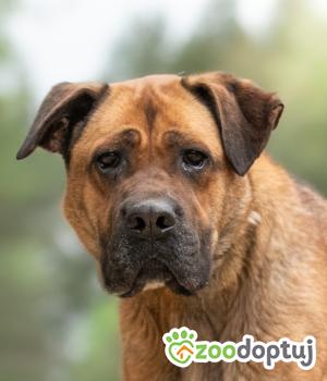 Do adopcji Warszawa