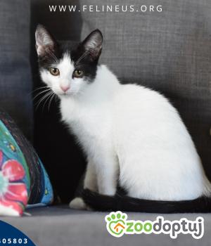 Do adopcji Rzeszów