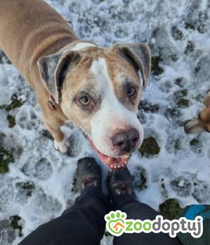 Do adopcji Rybnik