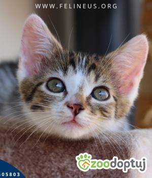 Do adopcji Rzeszów