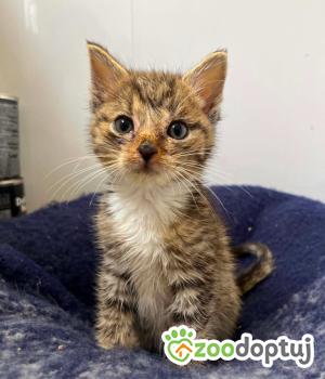 Do adopcji Warszawa