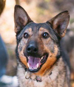 Do adopcji Warszawa