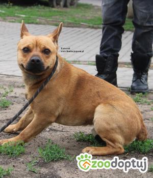 Do adopcji Nowy Dwór Mazowiecki