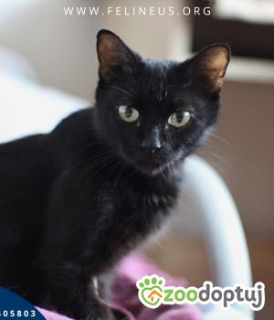 Do adopcji Rzeszów