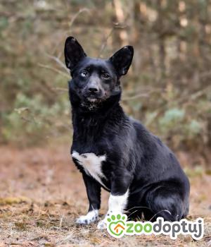 Do adopcji Białobrzegi