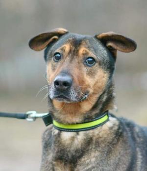Do adopcji Warszawa