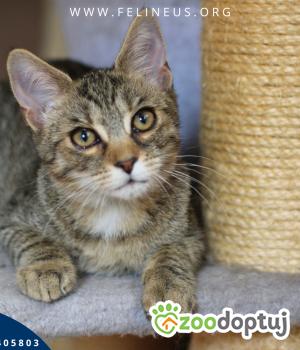 Do adopcji Rzeszów