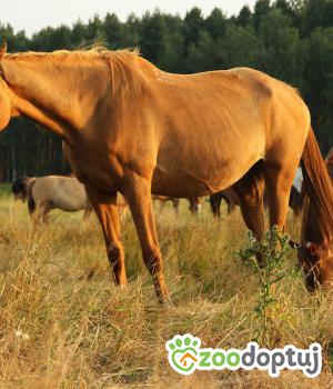 Do adopcji Piskorzyna