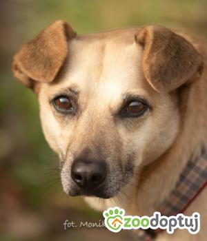 Do adopcji Myślenice