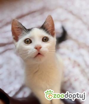 Do adopcji Warszawa