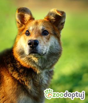 Do adopcji Warszawa